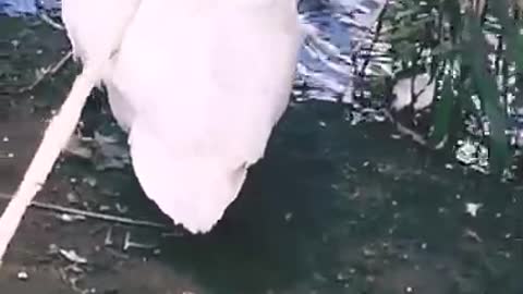 swans and their babies