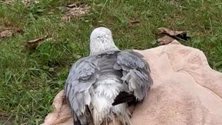 Injured seagull that we rescued just chilling outside