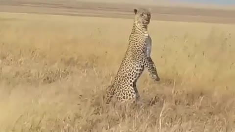 A mother Leopard looking for lost Cubs