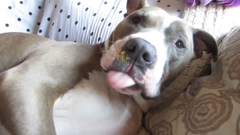 Waking up a Pit Bull with peanut butter