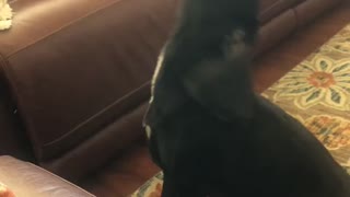 BoBo Howling