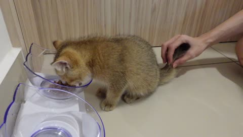 Kitten Eating Food