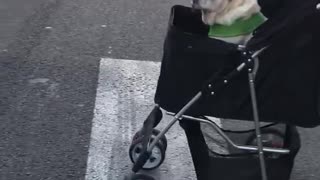 Pug pushed across street in black baby stroller