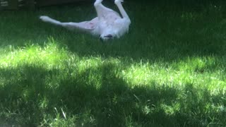 Dog rolling in bunny poop