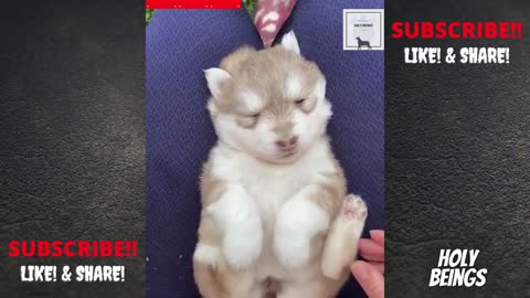Crazy adorable Siberian Husky puppies Compilation _ Cute Dog Breeds _ Best Puppy Dogs _ Holy Beings