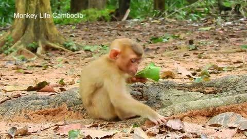 Monkey Rolex wants a best friend with Poor baby monkey Sok