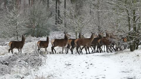 Deer At Winter!!