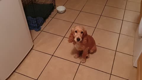 Cute puppy wants to pee potty training dog