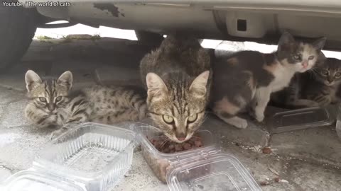 Angry Mother cat protects her Kittens and doesn_t let anyone approach them