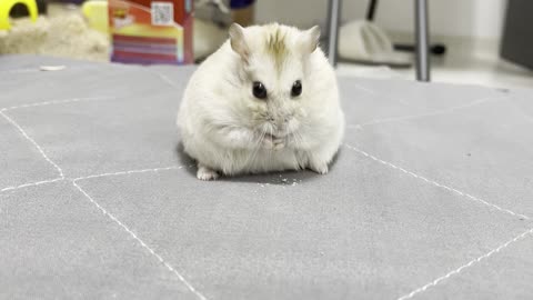 a cute hamster eating