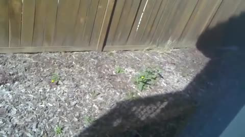 a bobcat in my california back yard
