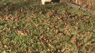 Cat Has Difficulty Fitting Through Fence