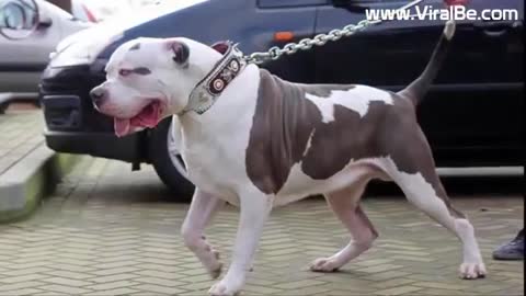 XXL PIT BULLS BIGGEST PIT BULL IN THE WORLD