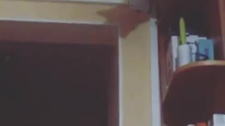 cat attacks mosquitoes