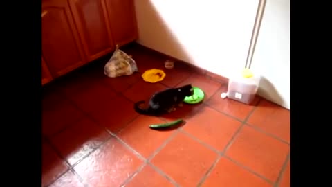 Cats and cucumbers - scared to death by cucumbers - jumping like crazy!