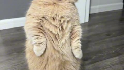 Amazing singing cat #shorts #viral #cat #rumble