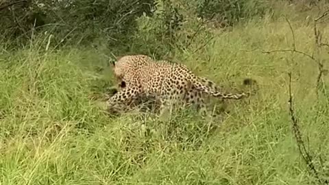 Playful Exchange Between Two Leopards