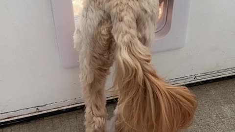 This Confused Pup Can't Figure Out How To Use The Doggy Door