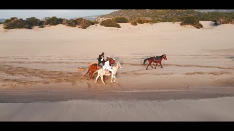 Horses, wild horses, wild nature