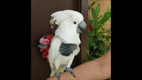 Chatty parrot