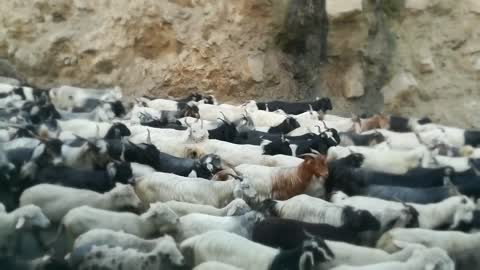 Adorable Herd Of Goats Crossing Between Two Mountains