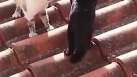 Funny animal videos 2023 - Part 11 cat you hahahha