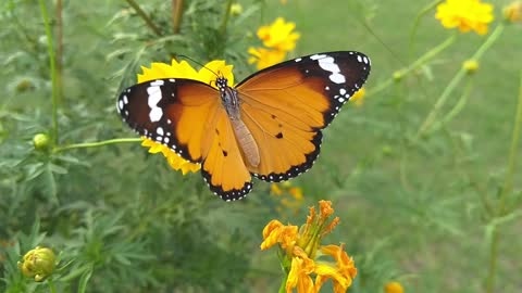 Beautiful flowers 💐 beautiful butterfly