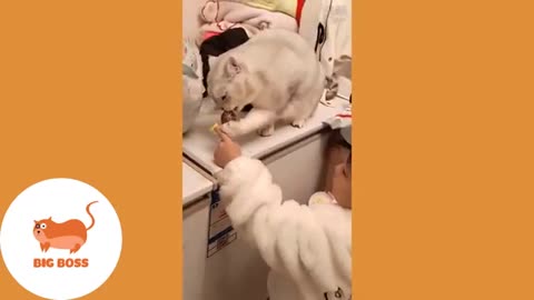 Cute cat dog 🐕 competion