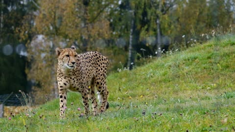Cheetah - Forest - Wild Animals