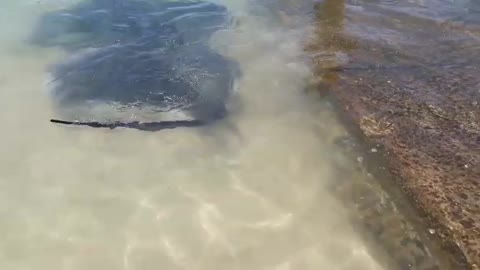 Amazing Stingrays