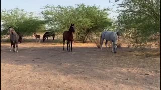 arabian horses run outside farm