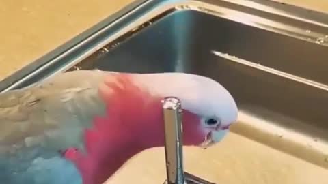 Cute Parrot drinking water