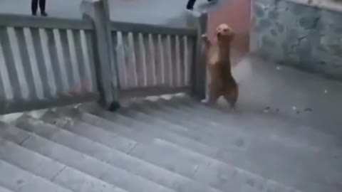 the way up the stairs