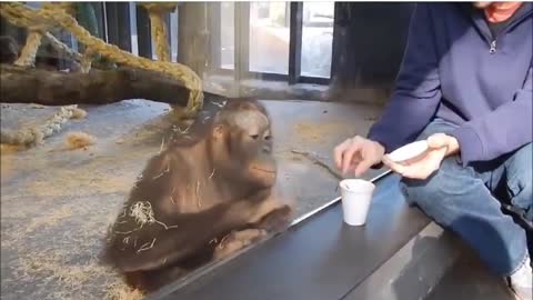amazing animal funny video