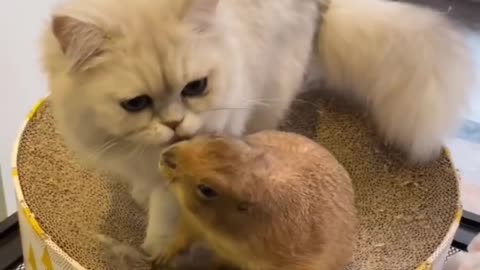Fluffy Cat Become Best Friends With Prairie Dog