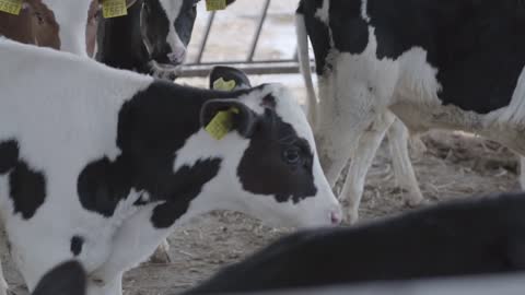 Close up cow feeding on milk farm. Cow on dairy farm eating hay