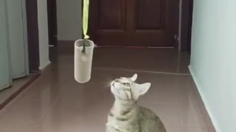 Cute and funny cat