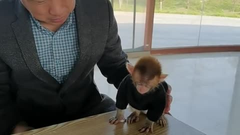 Cute little monkey playing with crab