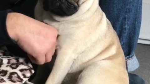 Pug struggles to stay awake