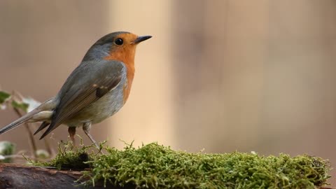 Robin Bird Forest Spring Nature Relaxing Video