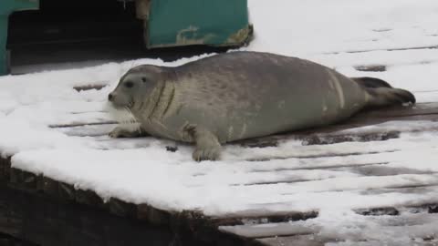 Seals for Kids. Focas para los Chiquitines