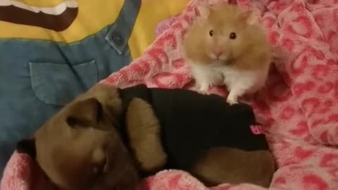 Hamster & Puppy Best of Friends