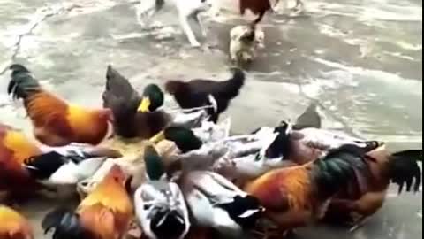 Funny Chicken Vs Dog fight lol