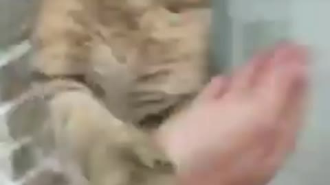 Master Shifu cat teaches martial arts to his student
