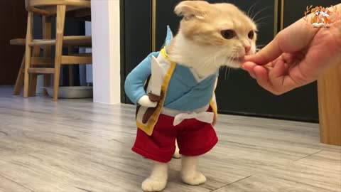 Cat Eats Snacks While Wearing Costume