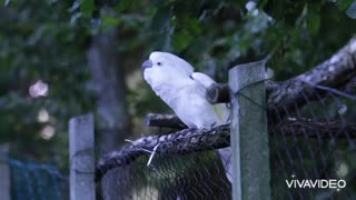 Parrot Bird Dancing