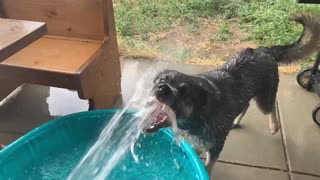 Dog attacks water.