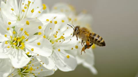 The worker bee 💪