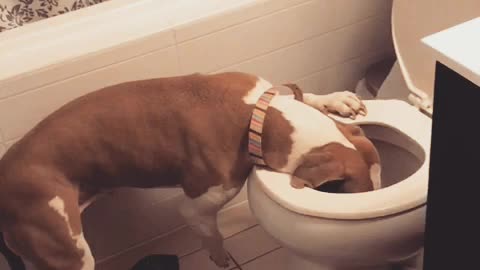 Dog gets caught in the toliet