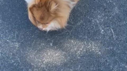 My Pomeranian running